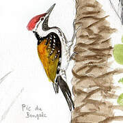 Black-rumped Flameback