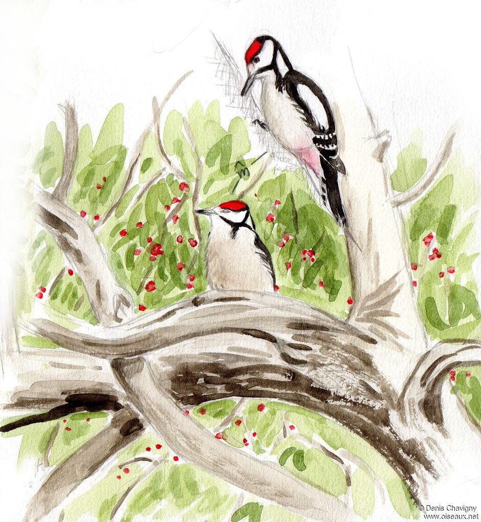 Great Spotted Woodpeckerjuvenile, habitat