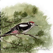 Great Spotted Woodpecker