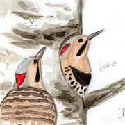 Northern Flicker