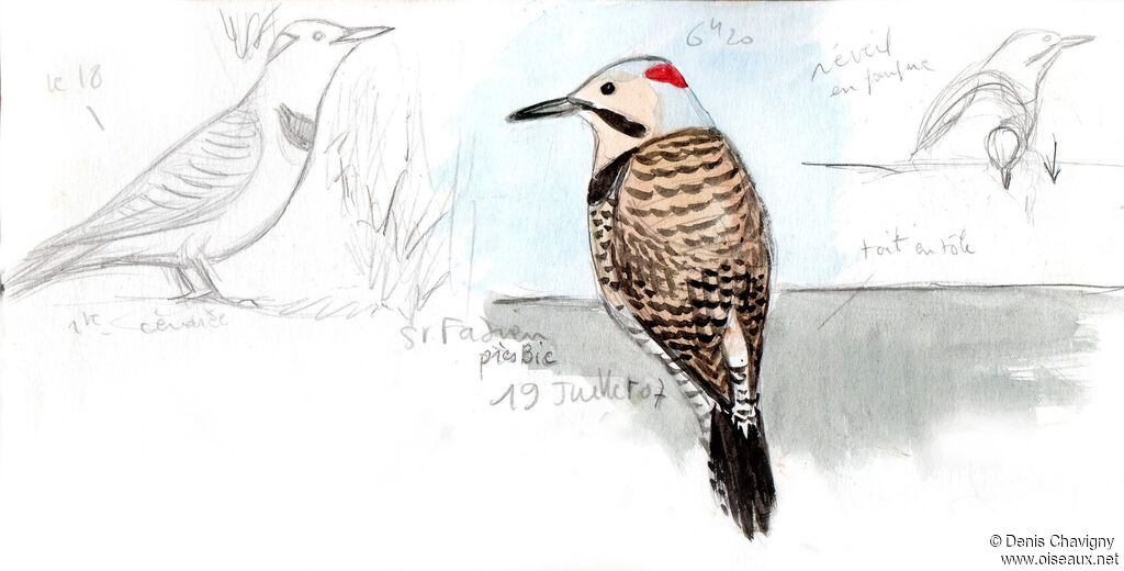 Northern Flicker male adult, Reproduction-nesting