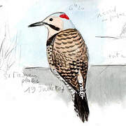 Northern Flicker