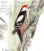 Middle Spotted Woodpecker