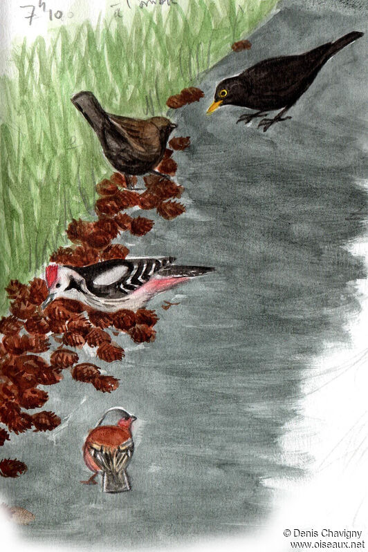 Middle Spotted Woodpeckeradult, habitat, eats