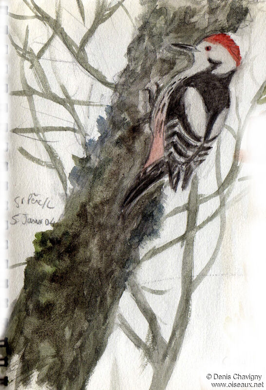 Middle Spotted Woodpeckeradult, habitat