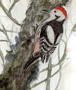 Middle Spotted Woodpecker