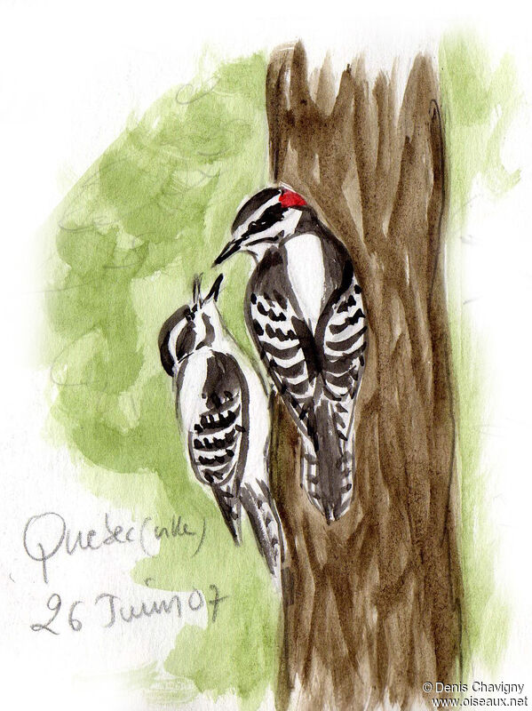 Downy Woodpecker, Reproduction-nesting