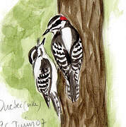 Downy Woodpecker