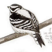 Downy Woodpecker