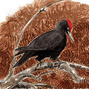 Black Woodpecker