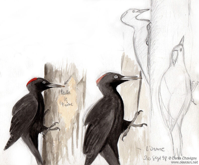 Black Woodpecker female, eats