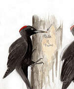 Black Woodpecker