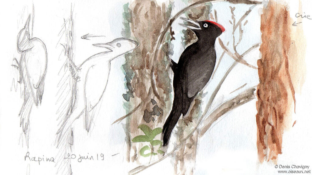 Black Woodpecker male adult, habitat