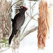 Black Woodpecker