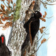 Black Woodpecker