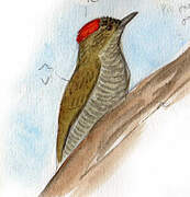 Little Woodpecker