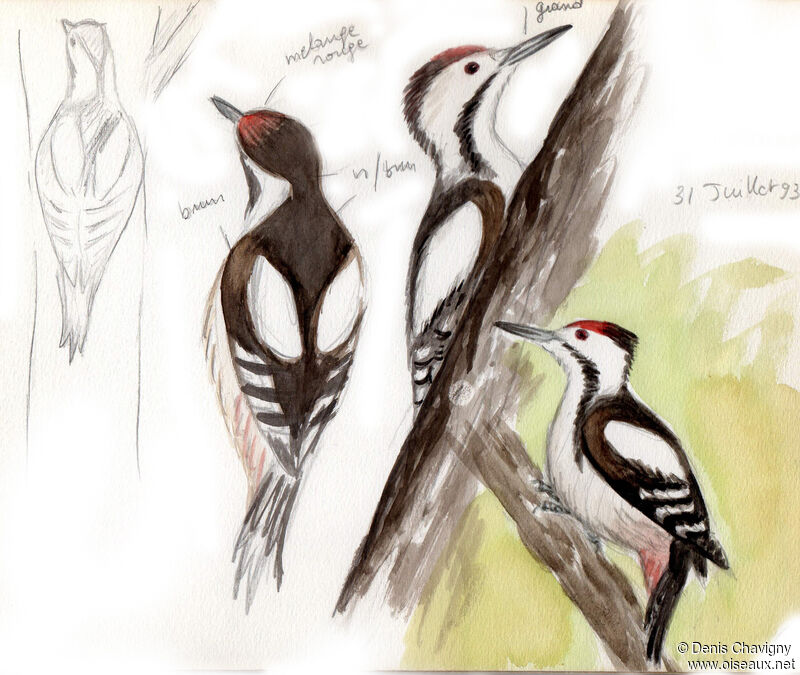 Syrian Woodpeckerjuvenile, identification