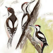 Syrian Woodpecker