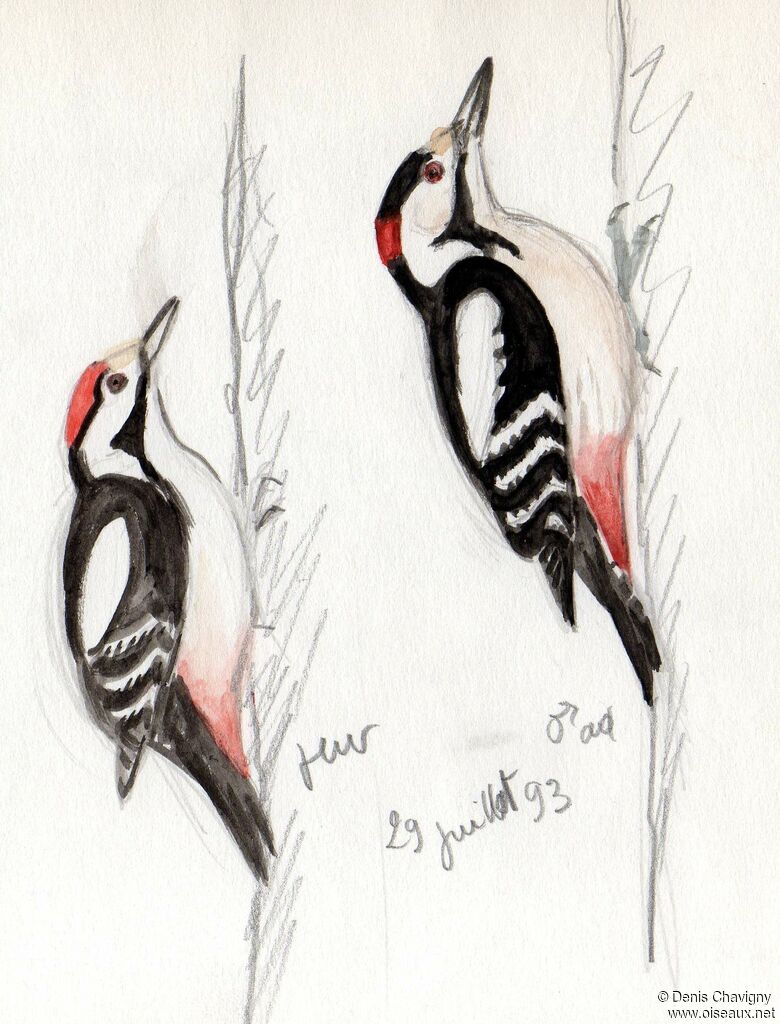 Syrian Woodpecker