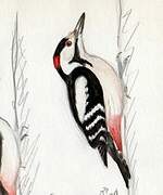 Syrian Woodpecker