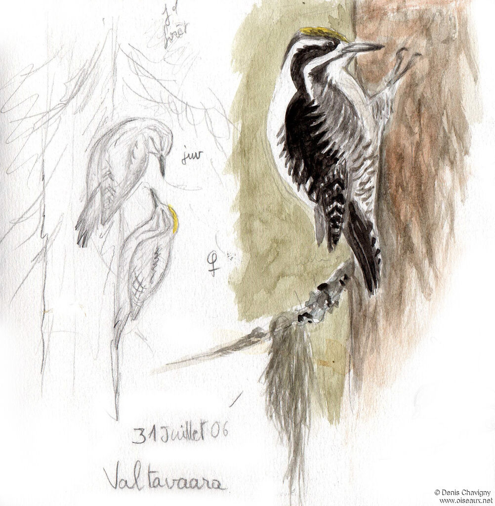 Eurasian Three-toed Woodpecker, habitat