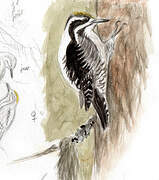 Eurasian Three-toed Woodpecker