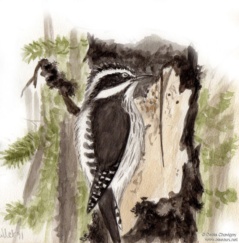 Eurasian Three-toed Woodpecker female, habitat