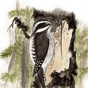 Eurasian Three-toed Woodpecker