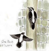 Eurasian Three-toed Woodpecker