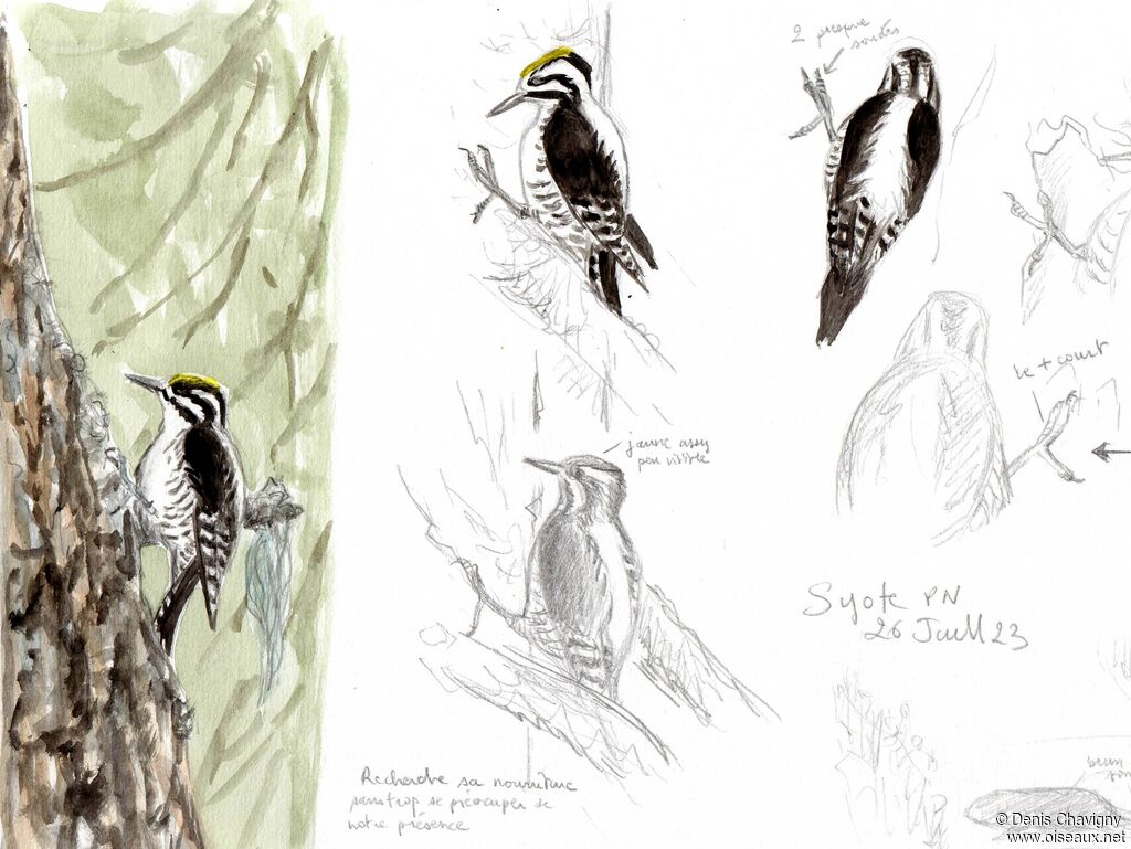 Eurasian Three-toed Woodpecker male, eats