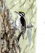 Eurasian Three-toed Woodpecker