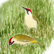 European Green Woodpecker