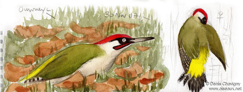 European Green Woodpecker, habitat, care