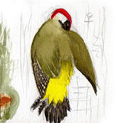 European Green Woodpecker