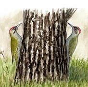 European Green Woodpecker