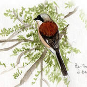 Bay-backed Shrike