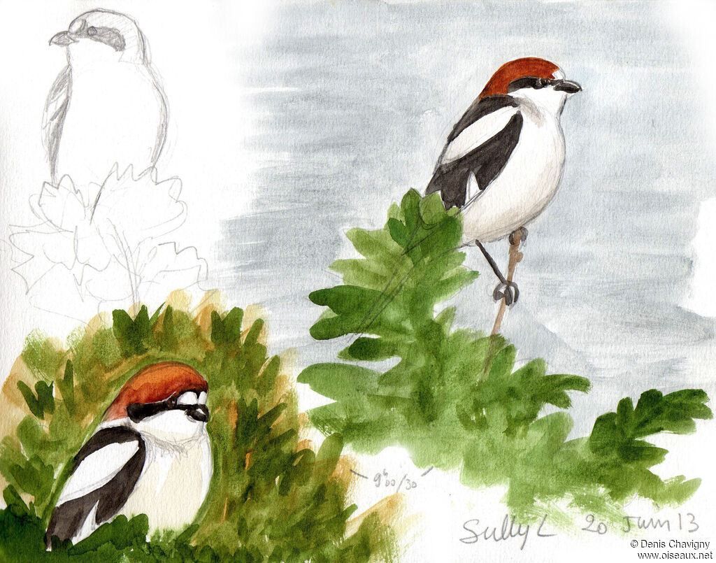 Woodchat Shrike, habitat