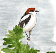 Woodchat Shrike