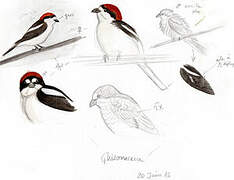 Woodchat Shrike