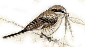 Woodchat Shrike