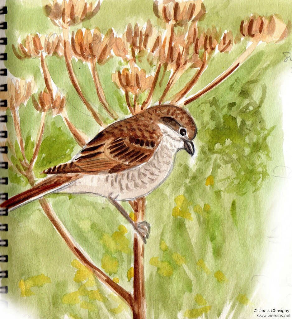 Red-backed Shrikejuvenile, identification