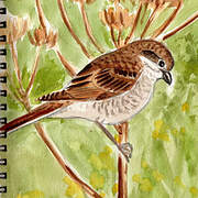 Red-backed Shrike