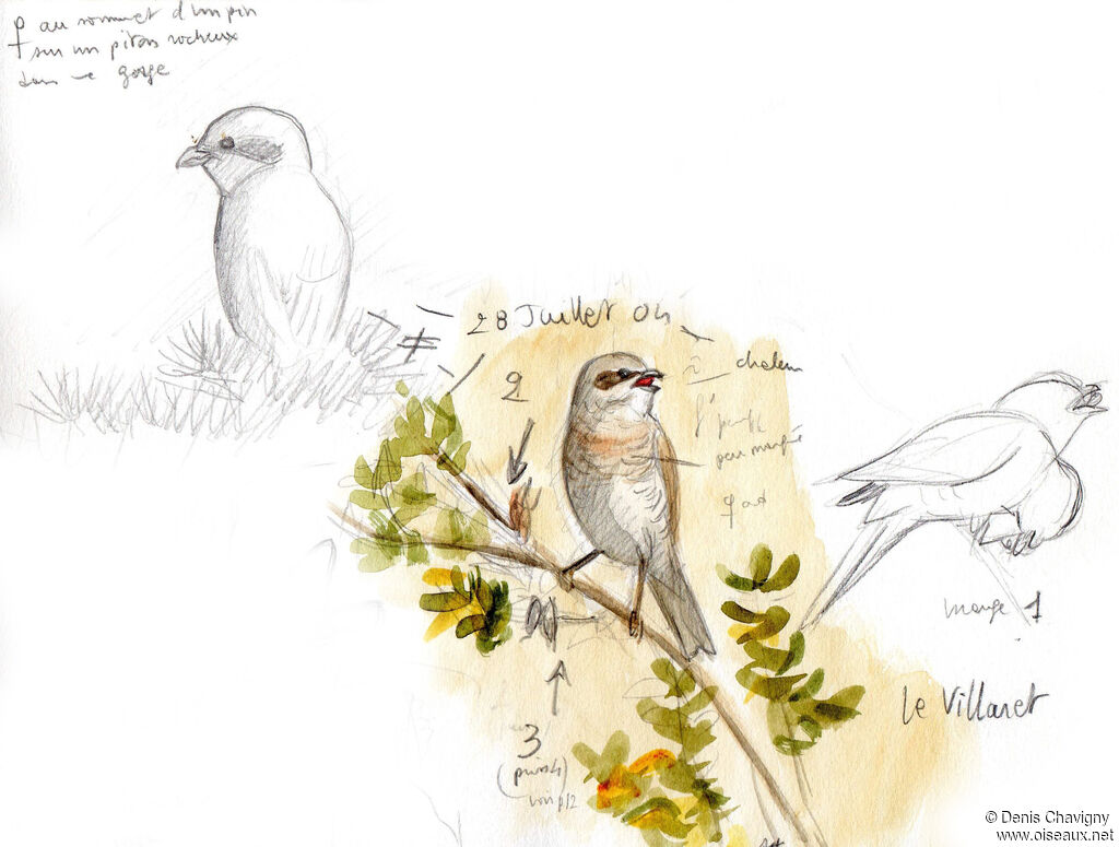 Red-backed Shrike female adult, eats