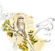 Red-backed Shrike