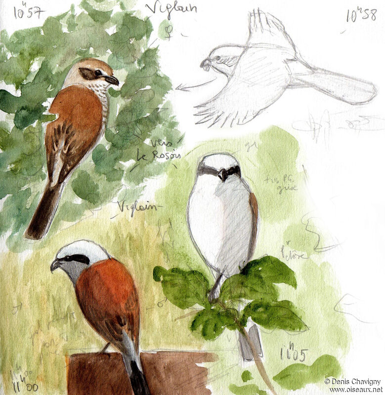 Red-backed Shrikeadult, habitat, Reproduction-nesting