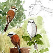 Red-backed Shrike