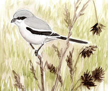 Great Grey Shrike