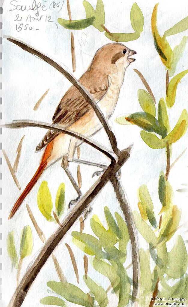 Isabelline Shrike, identification