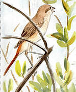 Isabelline Shrike