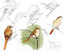 Isabelline Shrike